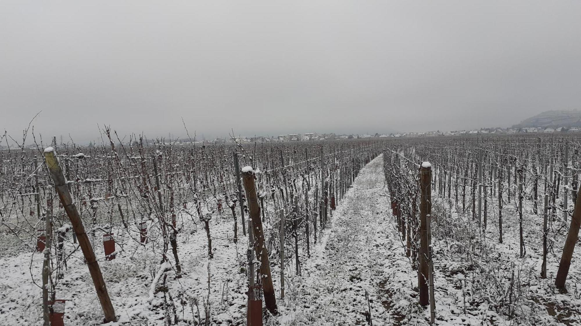 Bed and Breakfast Aux Pieds Des Vignes Ingersheim Exteriér fotografie
